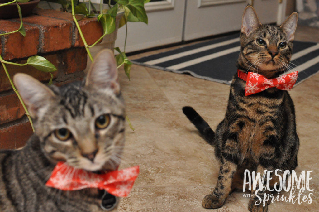 No-Sew Pet Collar Bow Ties | Awesome with Sprinkles