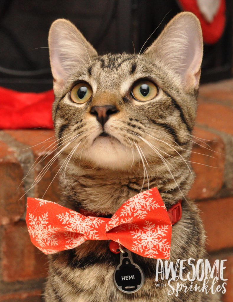 No-Sew Pet Collar Bow Ties | Awesome with Sprinkles