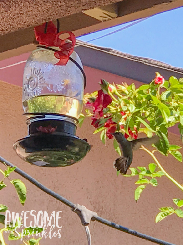 Homemade Hummingbird Nectar + Tips for cleaning your feeder | Awesome with Sprinkles